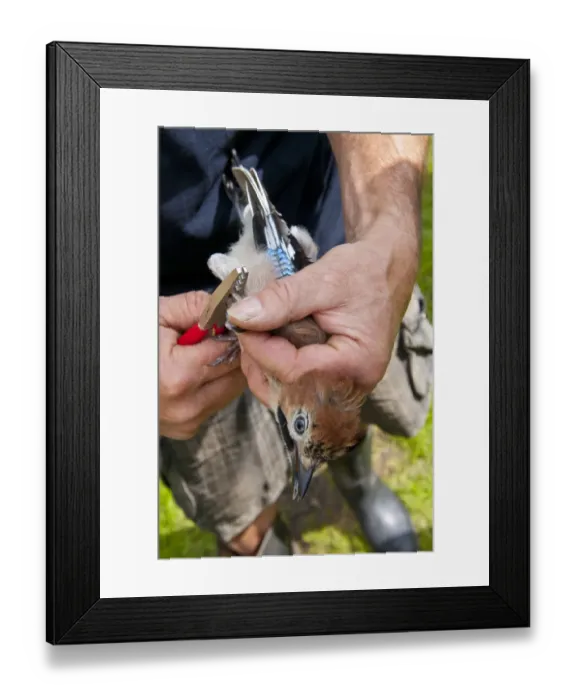 Framed Print : Eurasian Jay (Garrulus glandarius) immature, being ringed by bird ringer, Norfolk, England, July