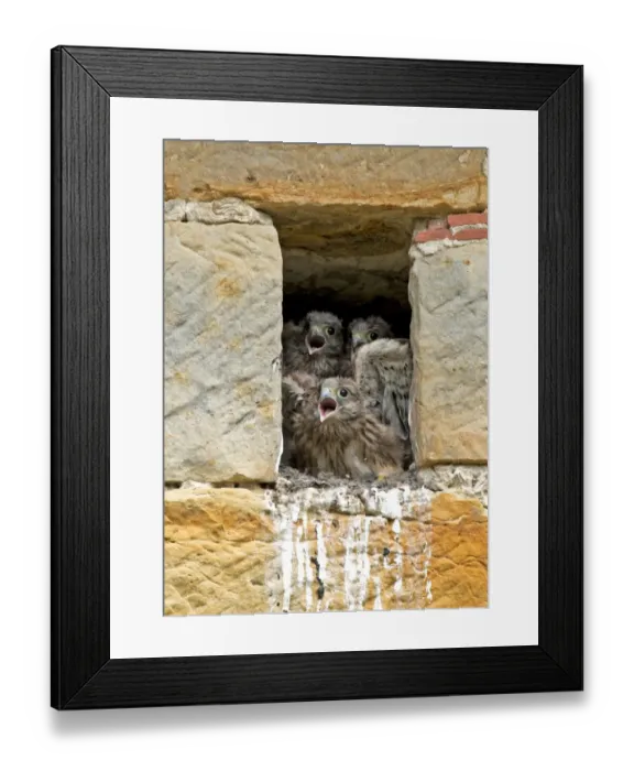 Framed Print : Common Kestrel (Falco tinnunculus) three chicks, calling for parent arrival, at nest entrance in sandstone barn