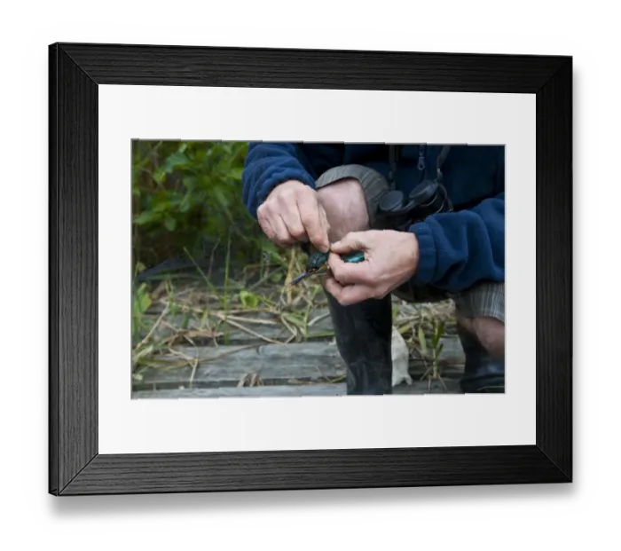 Framed Print : Common Kingfisher (Alcedo atthis) adult female, being released from mist-net by bird ringer, Norfolk, England, August Framed Print : Common Kingfisher (Alcedo atthis) adult female, being released from mist-net by bird ringer, Norfolk, England, August