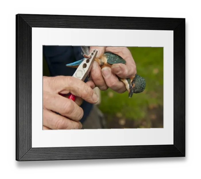 Framed Print : Common Kingfisher (Alcedo atthis) adult female, being ringed by bird ringer, Norfolk, England, August
