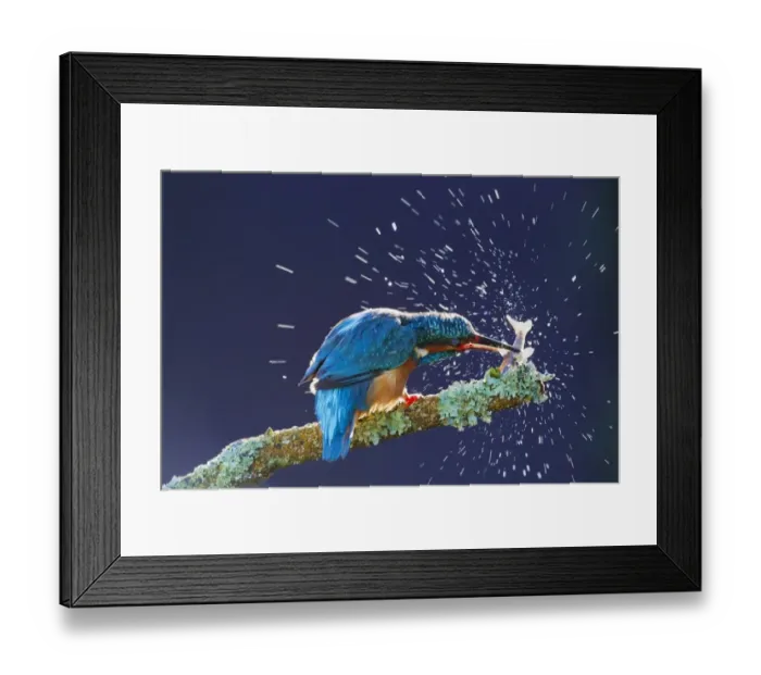 Framed Print : Common Kingfisher (Alcedo atthis) adult, feeding, stunning fish against branch, Droitwich, Worcestershire, England Framed Print : Common Kingfisher (Alcedo atthis) adult, feeding, stunning fish against branch, Droitwich, Worcestershire, England