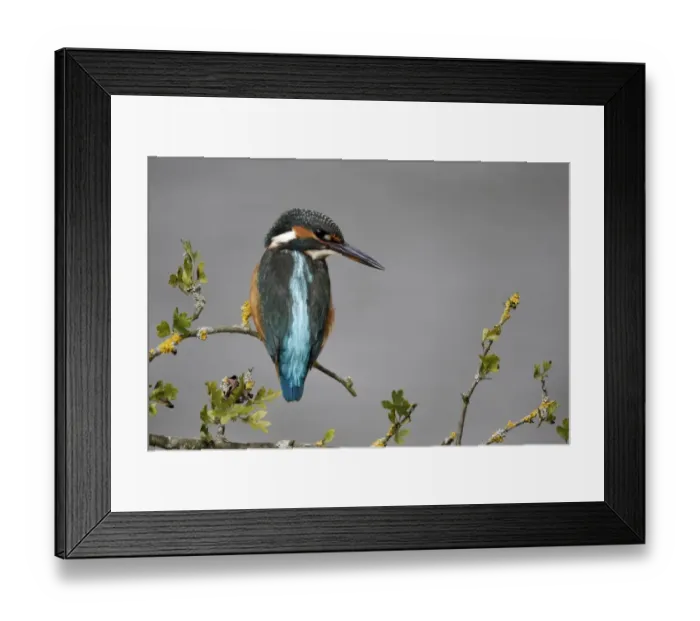 Framed Print : Common Kingfisher (Alcedo atthis) adult female, perched on twig, Warwickshire, England, August Framed Print : Common Kingfisher (Alcedo atthis) adult female, perched on twig, Warwickshire, England, August