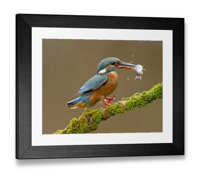 Framed Print : Common Kingfisher (Alcedo atthis) adult, feeding, landing on moss covered branch with fish in beak, Droitwich Framed Print : Common Kingfisher (Alcedo atthis) adult, feeding, landing on moss covered branch with fish in beak, Droitwich