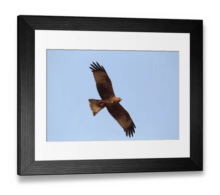 Framed Print : Black Kite (Milvus migrans) adult, in flight, Gambia, february Framed Print : Black Kite (Milvus migrans) adult, in flight, Gambia, february