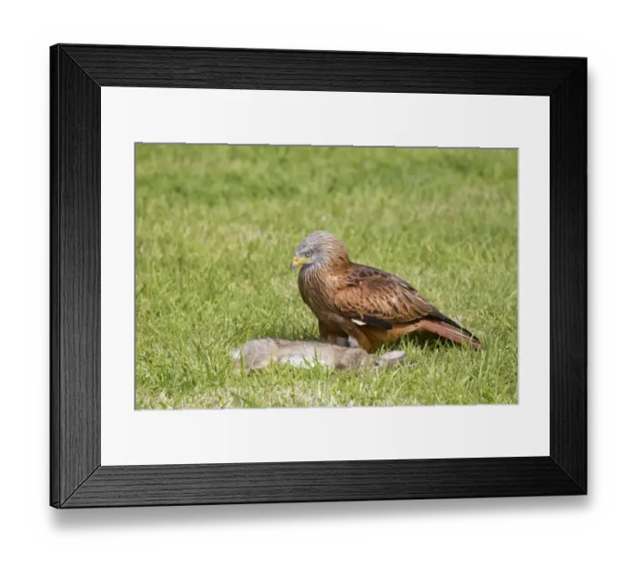 Framed Print : Red Kite (Milvus milvus) adult, with European Rabbit (Oryctolagus cuniculus) carrion, standing in grass field Framed Print : Red Kite (Milvus milvus) adult, with European Rabbit (Oryctolagus cuniculus) carrion, standing in grass field