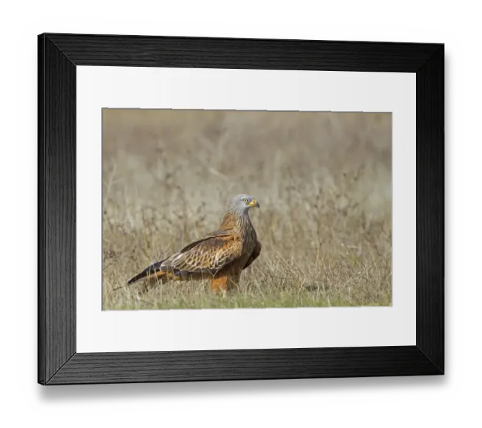 Framed Print : Red Kite (Milvus milvus) adult, standing on ground, Northern Spain, November Framed Print : Red Kite (Milvus milvus) adult, standing on ground, Northern Spain, November