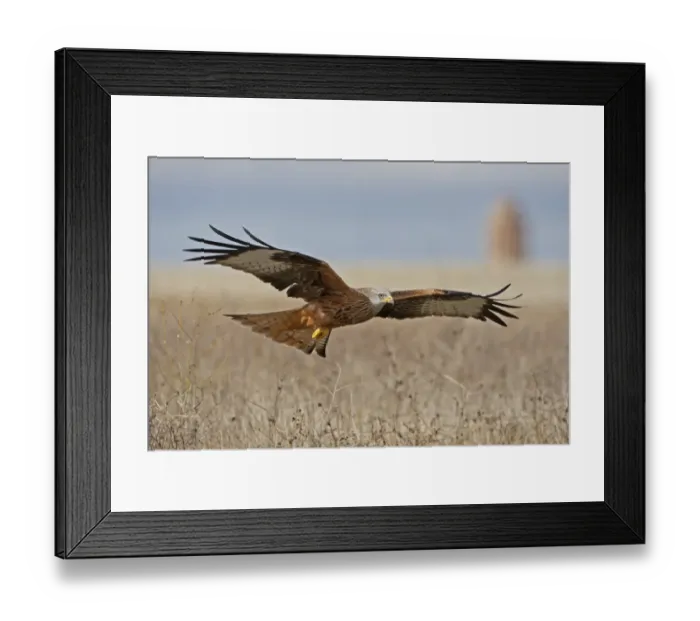 Framed Print : Red Kite (Milvus milvus) adult, in flight, Northern Spain, November Framed Print : Red Kite (Milvus milvus) adult, in flight, Northern Spain, November