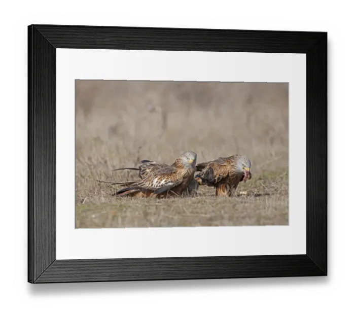 Framed Print : Red Kite (Milvus milvus) three adults, feeding on ground, Northern Spain, November Framed Print : Red Kite (Milvus milvus) three adults, feeding on ground, Northern Spain, November