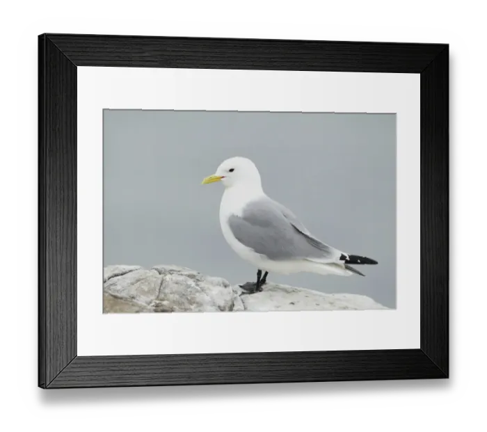 Framed Print : Black-legged Kittiwake (Rissa tridactyla) adult, standing on clifftop rocks, Northumberland, England, May Framed Print : Black-legged Kittiwake (Rissa tridactyla) adult, standing on clifftop rocks, Northumberland, England, May