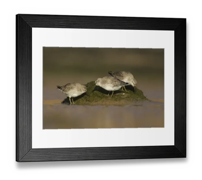 Framed Print : Knot (Calidris canutus) three adults, winter plumage, foraging on mudflats at low tide, Yorkshire, England, February Framed Print : Knot (Calidris canutus) three adults, winter plumage, foraging on mudflats at low tide, Yorkshire, England, February
