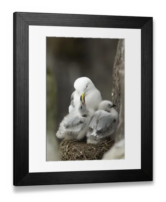 Framed Print : Black-legged Kittiwake (Rissa tridactyla) adult with chicks, begging for food at nest, Farne Islands, Northumberland