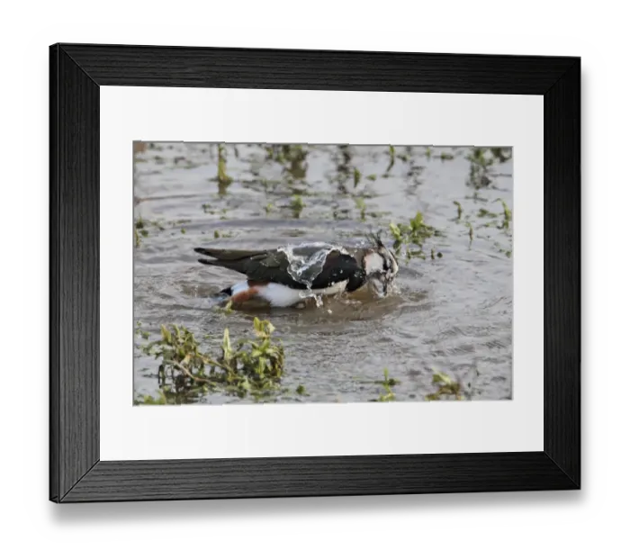 Framed Print : Northern Lapwing (Vanellus vanellus) adult, winter plumage, bathing in shallow water, Titchwell RSPB Reserve, Norfolk Framed Print : Northern Lapwing (Vanellus vanellus) adult, winter plumage, bathing in shallow water, Titchwell RSPB Reserve, Norfolk