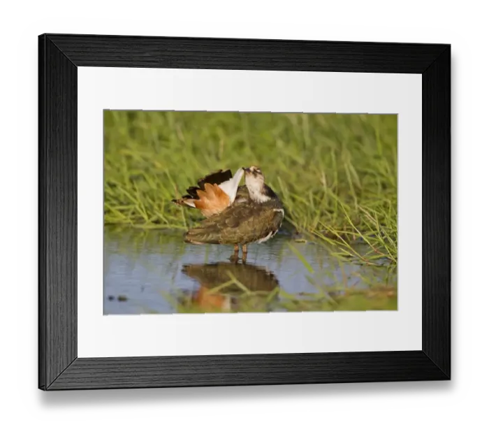Framed Print : Northern Lapwing (Vanellus vanellus) juvenile, preening tail feathers, standing in pool, Suffolk, England, July Framed Print : Northern Lapwing (Vanellus vanellus) juvenile, preening tail feathers, standing in pool, Suffolk, England, July