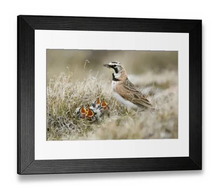 Framed Print : Shore Lark (Eremophila alpestris) adult female, breeding plumage, with chicks begging at nest, Nunavut, Canada, July Framed Print : Shore Lark (Eremophila alpestris) adult female, breeding plumage, with chicks begging at nest, Nunavut, Canada, July