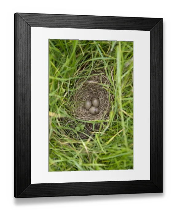 Framed Print : Skylark (Alauda arvensis) three eggs in nest, Suffolk, England, July Framed Print : Skylark (Alauda arvensis) three eggs in nest, Suffolk, England, July