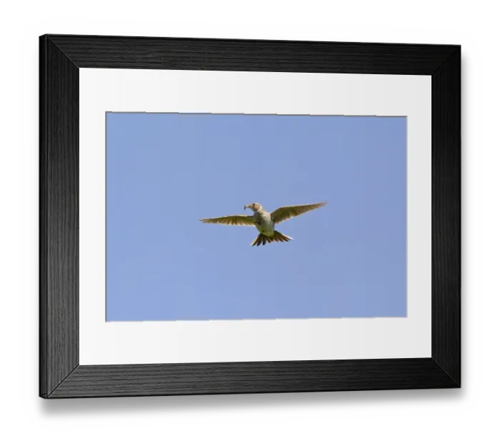 Framed Print : Lesser Kestrel (Falco naumanni) adult male, in flight, transferring Centipede (Scolopendra sp) Framed Print : Lesser Kestrel (Falco naumanni) adult male, in flight, transferring Centipede (Scolopendra sp)