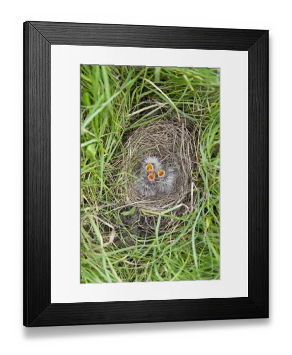 Framed Print : Skylark (Alauda arvensis) three newly hatched chicks, calling for food in nest, Suffolk, England, July