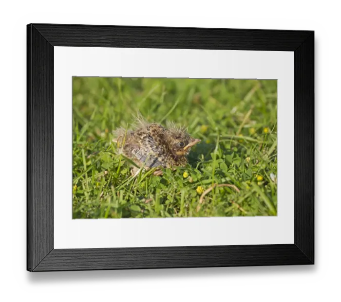 Framed Print : Skylark (Alauda arvensis) chick, eight-days old, standing on grass having just left nest, Suffolk, England, July Framed Print : Skylark (Alauda arvensis) chick, eight-days old, standing on grass having just left nest, Suffolk, England, July