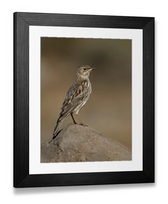Framed Print : Large-billed Lark (Galerida magnirostris) adult, standing on rock, Sani Pass, Drakensberg Mountains, Lesotho, September Framed Print : Large-billed Lark (Galerida magnirostris) adult, standing on rock, Sani Pass, Drakensberg Mountains, Lesotho, September
