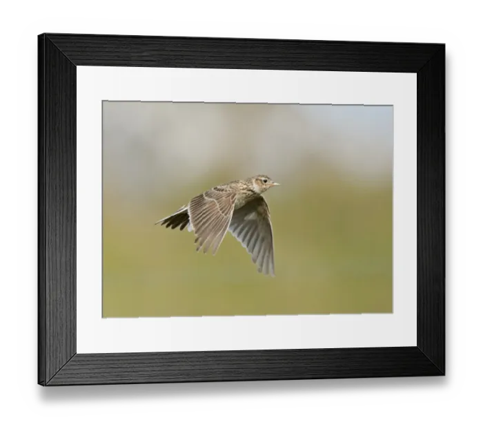 Framed Print : Skylark (Alauda arvensis) adult, in flight, Uist, Shetland Islands, Scotland, June Framed Print : Skylark (Alauda arvensis) adult, in flight, Uist, Shetland Islands, Scotland, June
