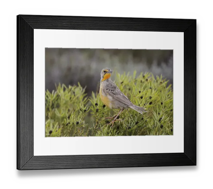 Framed Print : Orange-throated Longclaw (Macronyx capensis) adult female, perched on bush in fynbos, Bontebok N. P Framed Print : Orange-throated Longclaw (Macronyx capensis) adult female, perched on bush in fynbos, Bontebok N. P