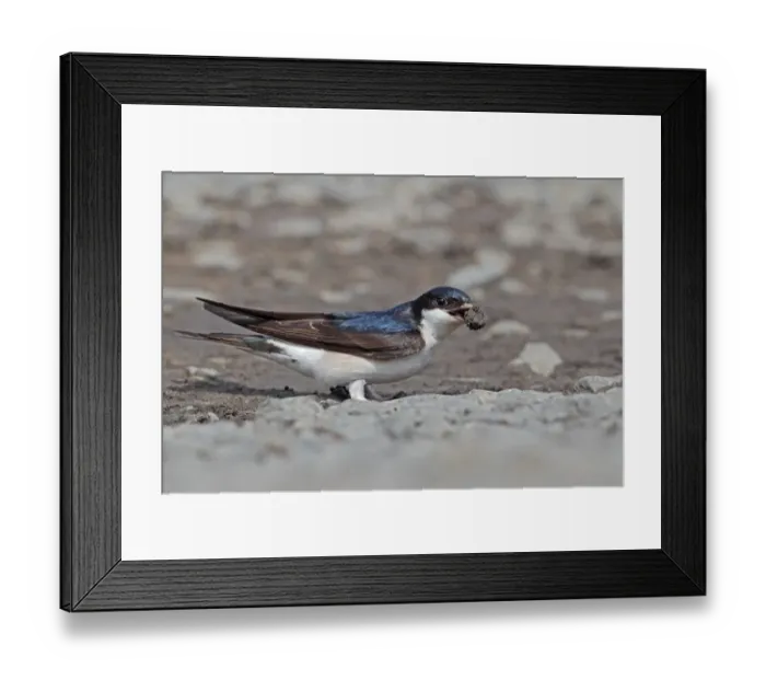 Framed Print : House Martin (Delichon urbica) adult, collecting mud for nesting material, Northumberland, England, june Framed Print : House Martin (Delichon urbica) adult, collecting mud for nesting material, Northumberland, England, june