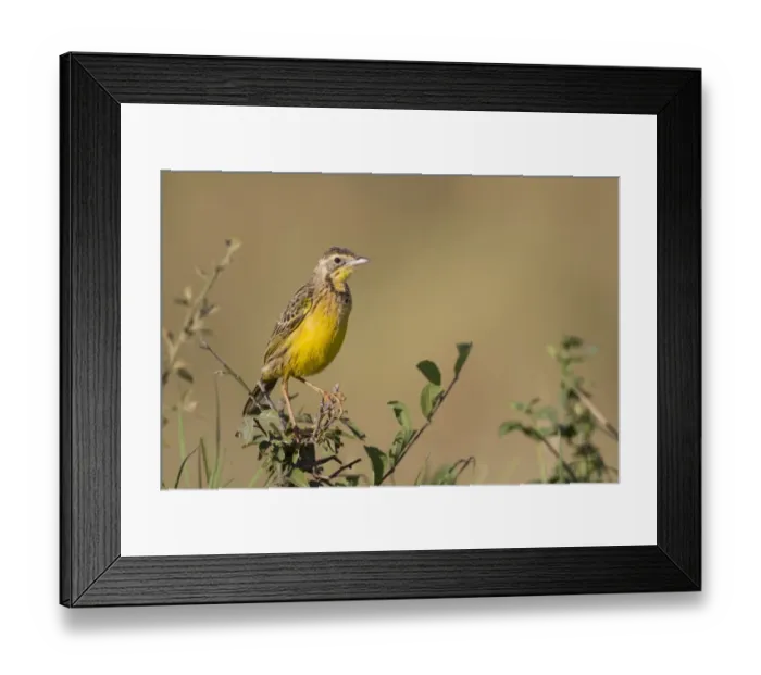 Framed Print : Yellow-throated Longclaw (Macronyx croceus) adult, perched on twig, Masai Mara, Kenya, August Framed Print : Yellow-throated Longclaw (Macronyx croceus) adult, perched on twig, Masai Mara, Kenya, August