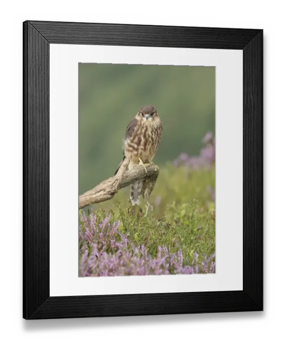 Framed Print : Merlin (Falco columbarius) immature male, first year plumage, perched on dead branch above bilberry Framed Print : Merlin (Falco columbarius) immature male, first year plumage, perched on dead branch above bilberry