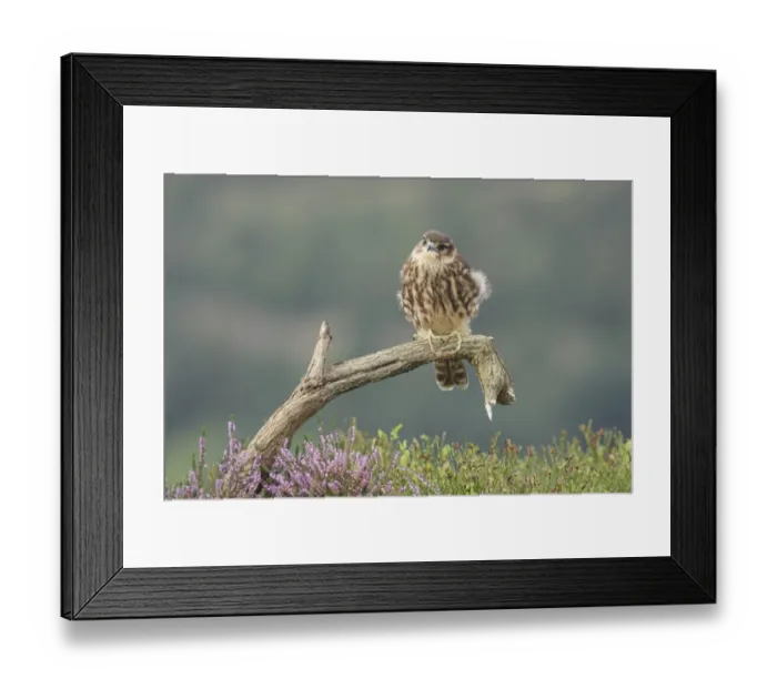 Framed Print : Merlin (Falco columbarius) immature male, first year plumage, perched on dead branch above bilberry Framed Print : Merlin (Falco columbarius) immature male, first year plumage, perched on dead branch above bilberry