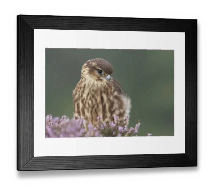 Framed Print : Merlin (Falco columbarius) immature male, first year plumage, amongst flowering heather at moorland edge Framed Print : Merlin (Falco columbarius) immature male, first year plumage, amongst flowering heather at moorland edge