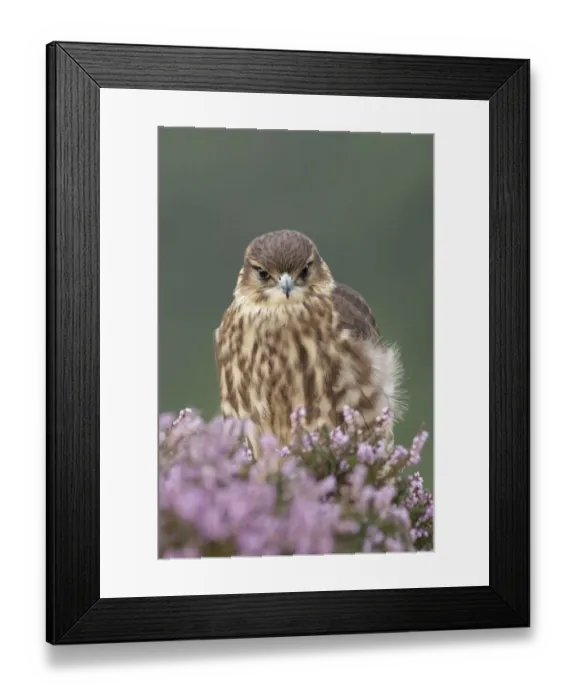 Framed Print : Merlin (Falco columbarius) immature male, first year plumage, amongst flowering heather at moorland edge Framed Print : Merlin (Falco columbarius) immature male, first year plumage, amongst flowering heather at moorland edge