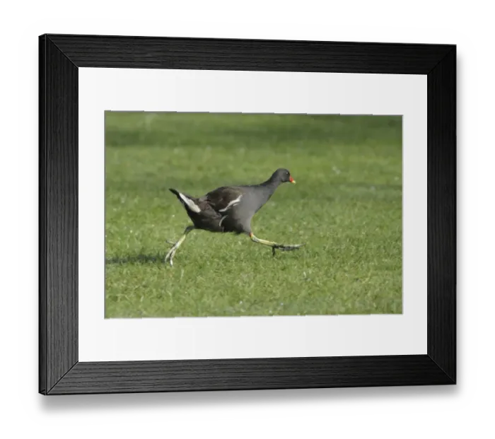 Framed Print : Common Moorhen (Gallinula chloropus) adult, running across grass in park, West Yorkshire, England, july