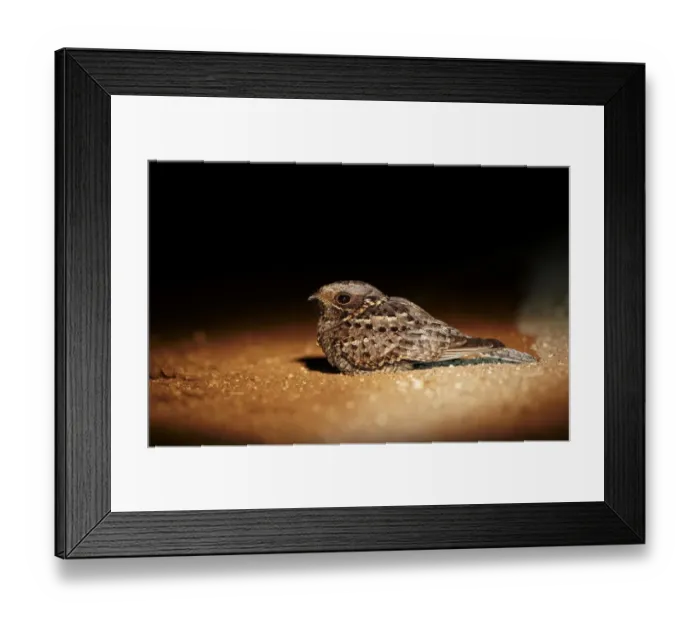Framed Print : Fiery-necked Nightjar (Caprimulgus pectoralis) adult, sitting on ground at night, Leopard Hills Game Reserve Framed Print : Fiery-necked Nightjar (Caprimulgus pectoralis) adult, sitting on ground at night, Leopard Hills Game Reserve
