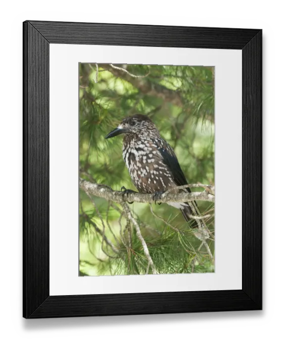 Framed Print : Spotted Nutcracker (Nucifraga caryocatactes) adult, perched in spruce tree, Tatra Mountains, Western Carpathians Framed Print : Spotted Nutcracker (Nucifraga caryocatactes) adult, perched in spruce tree, Tatra Mountains, Western Carpathians
