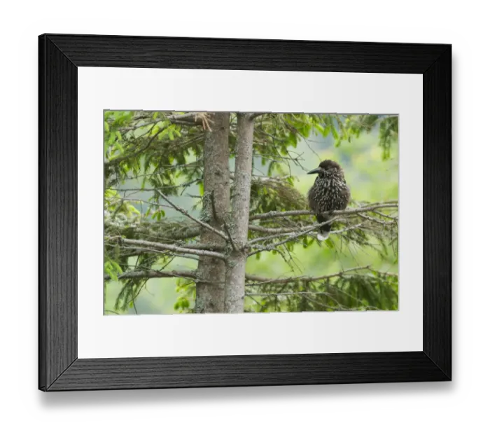 Framed Print : Spotted Nutcracker (Nucifraga caryocatactes) adult, perched in spruce tree, Tatra Mountains, Western Carpathians Framed Print : Spotted Nutcracker (Nucifraga caryocatactes) adult, perched in spruce tree, Tatra Mountains, Western Carpathians
