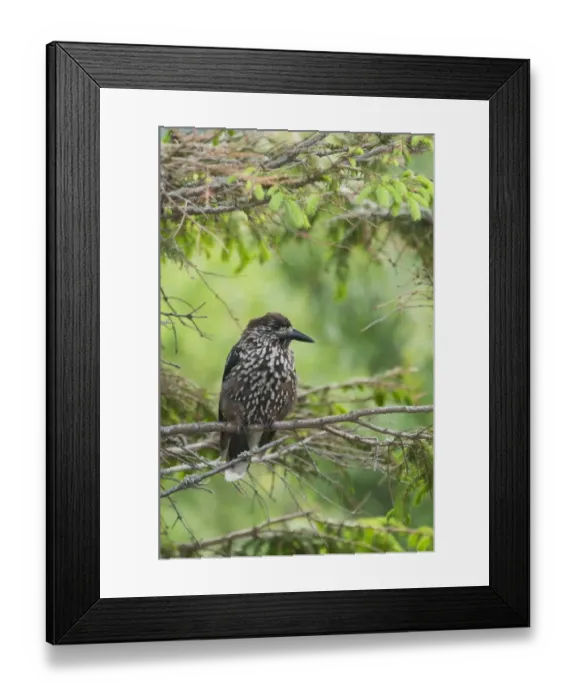 Framed Print : Spotted Nutcracker (Nucifraga caryocatactes) adult, perched in spruce tree, Tatra Mountains, Western Carpathians Framed Print : Spotted Nutcracker (Nucifraga caryocatactes) adult, perched in spruce tree, Tatra Mountains, Western Carpathians