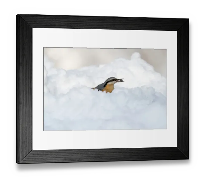 Framed Print : European Nuthatch (Sitta europaea) adult, with seed in beak, feeding on snow covered ground, Merseyside, England Framed Print : European Nuthatch (Sitta europaea) adult, with seed in beak, feeding on snow covered ground, Merseyside, England
