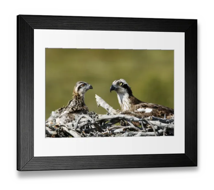Framed Print : Osprey (Pandion haliaetus) adult with chick, sitting at nest, Finland, July