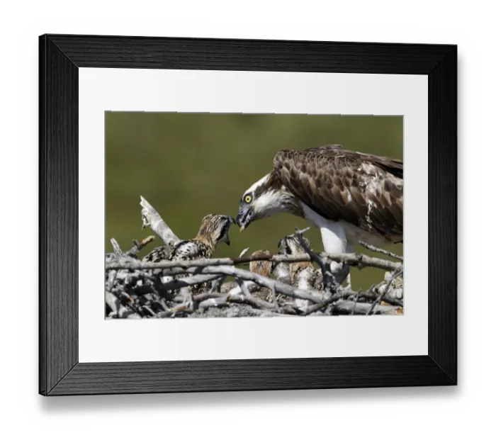 Framed Print : Osprey (Pandion haliaetus) adult, feeding chicks at nest, Finland, July Framed Print : Osprey (Pandion haliaetus) adult, feeding chicks at nest, Finland, July