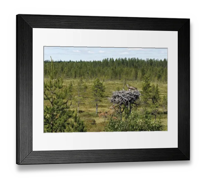 Framed Print : Osprey (Pandion haliaetus) adult with chicks, at nest in habitat, Finland, July Framed Print : Osprey (Pandion haliaetus) adult with chicks, at nest in habitat, Finland, July