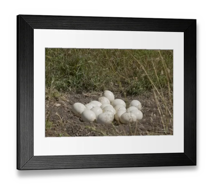 Framed Print : Ostrich (Struthio camelus) eighteen eggs in nest, Masai Mara, Kenya, August