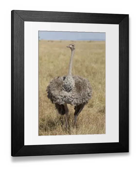 Framed Print : Ostrich (Struthio camelus) adult female, standing in savannah, Masai Mara, Kenya, August Framed Print : Ostrich (Struthio camelus) adult female, standing in savannah, Masai Mara, Kenya, August