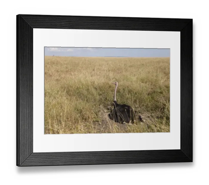 Framed Print : Ostrich (Struthio camelus) adult male, sitting on nest in savannah, Masai Mara, Kenya, August Framed Print : Ostrich (Struthio camelus) adult male, sitting on nest in savannah, Masai Mara, Kenya, August