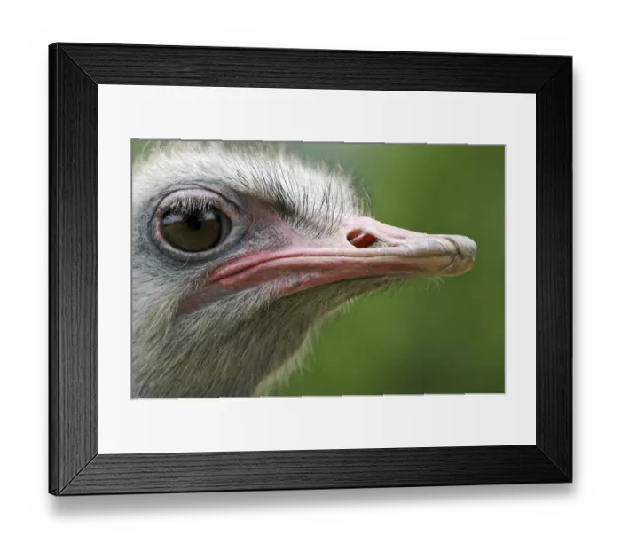 Framed Print : Ostrich (Struthio camelus) adult, close-up of head (captive) Framed Print : Ostrich (Struthio camelus) adult, close-up of head (captive)