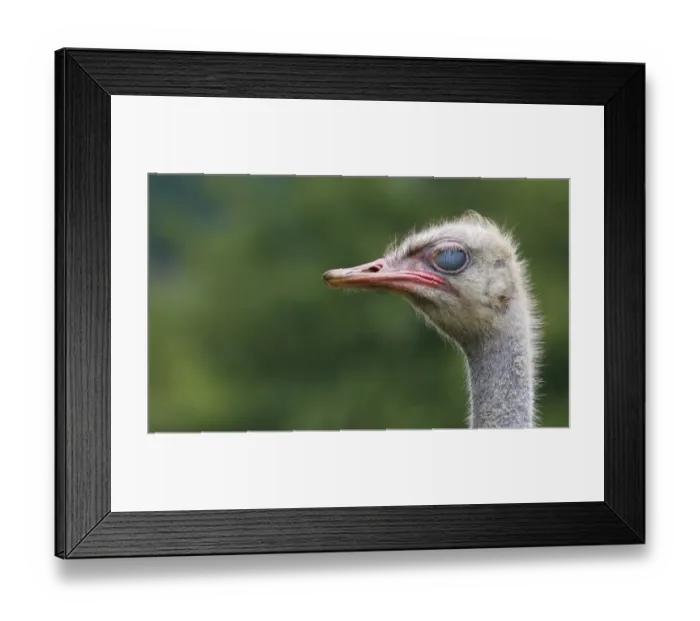 Framed Print : Ostrich (Struthio camelus) adult, close-up of head, with nictitating membrane fully closed (captive) Framed Print : Ostrich (Struthio camelus) adult, close-up of head, with nictitating membrane fully closed (captive)