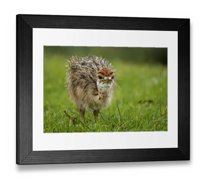 Framed Print : Ostrich (Struthio camelus) chick, feeding on grass, Cape Point, Cape Peninsula, Western Cape Province, South Africa Framed Print : Ostrich (Struthio camelus) chick, feeding on grass, Cape Point, Cape Peninsula, Western Cape Province, South Africa