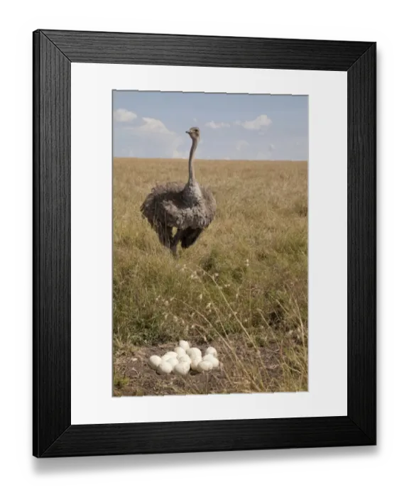 Framed Print : Ostrich (Struthio camelus) adult female, standing at nest with eggs in savannah, Masai Mara, Kenya, August Framed Print : Ostrich (Struthio camelus) adult female, standing at nest with eggs in savannah, Masai Mara, Kenya, August