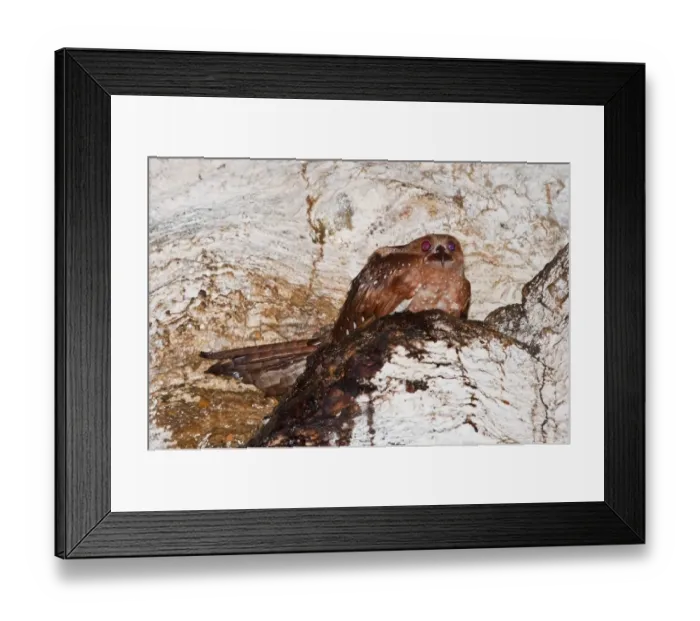Framed Print : Oilbird (Steatornis caripensis) adult, sitting on nest in cave, Dunston Cave, Asa Wright Nature Centre, Northern Range Framed Print : Oilbird (Steatornis caripensis) adult, sitting on nest in cave, Dunston Cave, Asa Wright Nature Centre, Northern Range