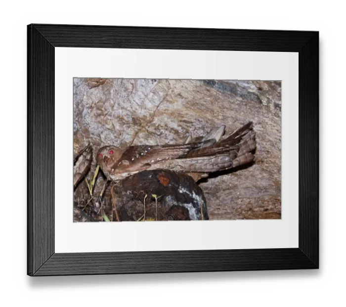 Framed Print : Oilbird (Steatornis caripensis) adult, sitting on nest in cave, Dunston Cave, Asa Wright Nature Centre, Northern Range Framed Print : Oilbird (Steatornis caripensis) adult, sitting on nest in cave, Dunston Cave, Asa Wright Nature Centre, Northern Range