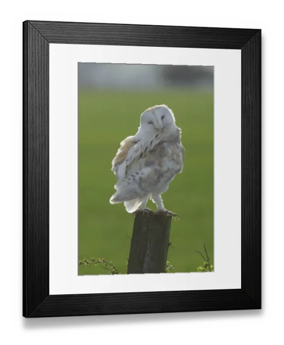 Framed Print : Barn Owl (Tyto alba) adult male, preening, standing on post in farmland, North Yorkshire, England, march Framed Print : Barn Owl (Tyto alba) adult male, preening, standing on post in farmland, North Yorkshire, England, march
